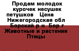 Продам молодок, курочек-несушек, петушков › Цена ­ 280 - Нижегородская обл., Борский р-н, Бор г. Животные и растения » Птицы   